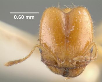 Media type: image;   Entomology 20735 Aspect: head frontal view